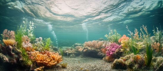 Stunning underwater scene showcasing a vibrant and colorful coral reef ecosystem in a tropical ocean environment  The tranquil serene waters are filled with diverse marine life and lush vegetation