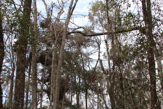 trees in the woods