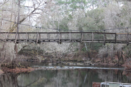 tree and suspension bridge over the water