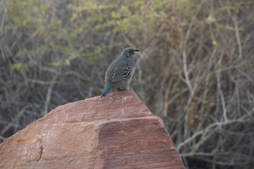 Common Quail perched on brown rock
