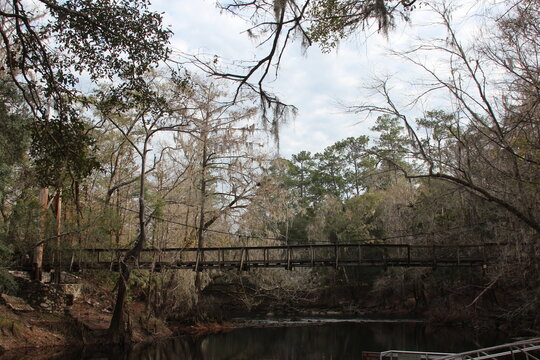 tree and suspension bridge over the water
