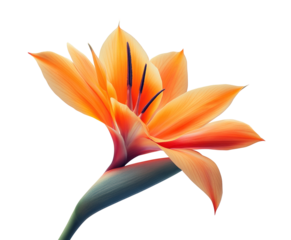 Bird of paradise flower close-up studio botanical minimalist design high fidelity vibrant colors isolated on transparent background png
