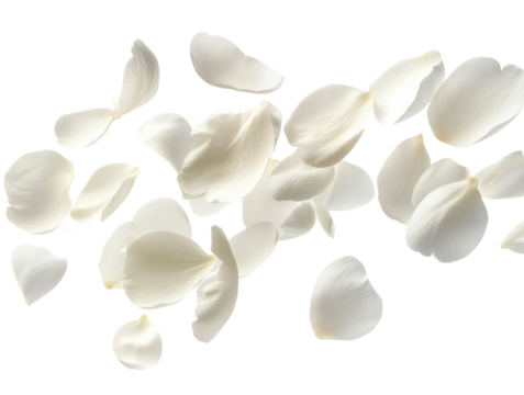 Gentle flight of white petals studio setting high-resolution imagery minimalist style aesthetic concept isolated on transparent background png