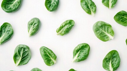 Fresh Green Lettuce Leaves Isolated on White Background for Design