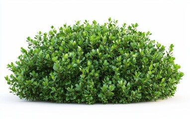 Naklejka premium A dense green bush with rounded leaves isolated on a clean white background