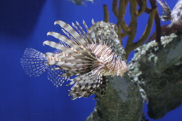 Red Lion Fish Aquarium Animal