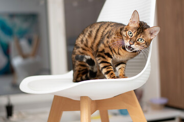 bengal cat sitting on a white chair with a snarling expression on his face, a feeling of danger and...