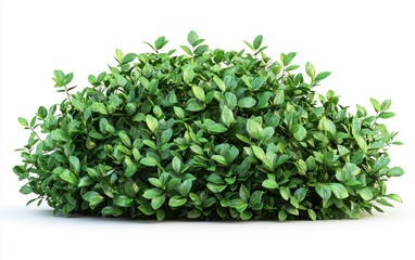 Obraz premium A dense green bush with rounded leaves isolated on a clean white background
