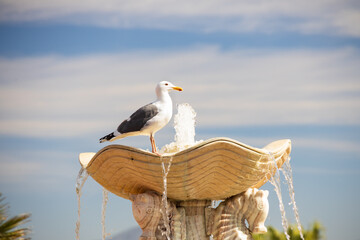 Seagull sitting on fountain with blue sky background