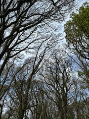 trees in the sky