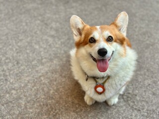 Adorable corgi posing with a big smile on urban pavement