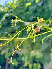 Vine leaves and tendrils in vibrant green under summer sunlight