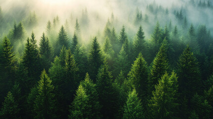 Aerial forest perspective of a dense coniferous forest with sunlight streaming through the canopy