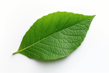 Obraz premium Fresh green leaf showcasing intricate vein patterns with a natural sheen on a white background