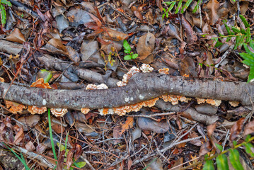 fungus ona branch