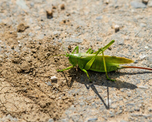 Grasshopper big green Tettigonia viridissima close-up on a dirt road