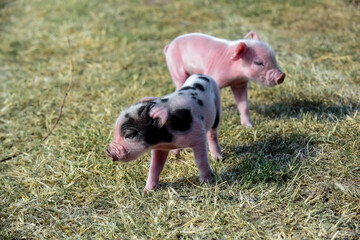 Piglet newborn baby, in farm landscape.
