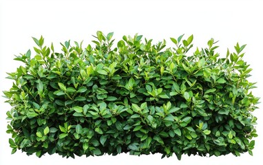 Obraz premium A dense green bush with rounded leaves isolated on a clean white background