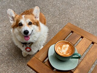 Happy corgi sharing coffee time on a sunny terrace