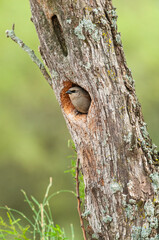 Bay winged Cowbird nesting, in Calden forest environment, La Pampa Province, Patagonia, Argentina.