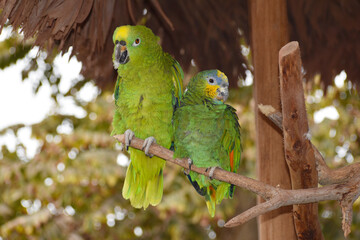 Obraz premium Two parrots on a branch