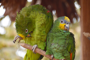 Obraz premium Colorful parrots in natural habitat