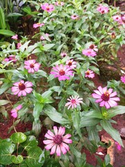 Flowers in the garden 