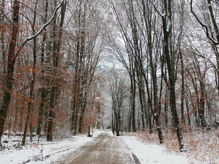 Snowy forest landscape at the Kottenforst forest in Bonn, Germany in January