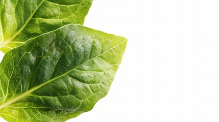 Obraz premium Fresh Green Lettuce Leaves Isolated on White Background for Display