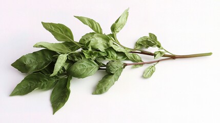 Obraz premium Fresh Basil Leaves Isolated on White Background for Culinary Use