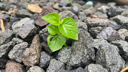 plant on stone