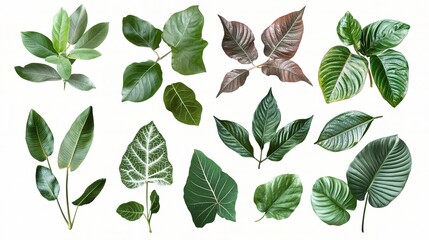 Fototapeta premium Diverse Tropical Leaf Arrangement Isolated on White Background
