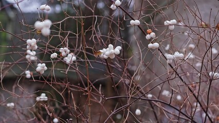 Autumn Season White Ripe Berries of Snowberry Waxberry Ghostberry Symphoricarpos Deciduous Shrubs