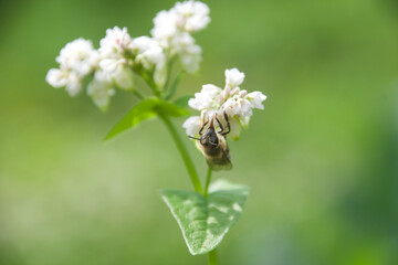 A honeybee collecting nectar from delicate white flowers in a lush green background, showcasing pollination in a natural setting