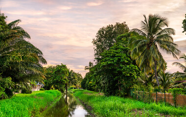 Obraz premium Tropical landscape with palm trees in Kourou, French Guiana, South America