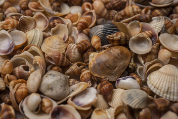 Sea shells pattern. Seashell background. Ocean shells. Seashells background. Texture of the sea shells.
