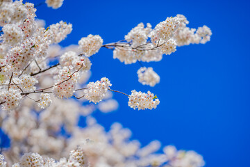 White blooming flowers in spring time. Nature background. Blooming branch of flowers. Blooming flower pattern design. Cherry blossoms in blooming.