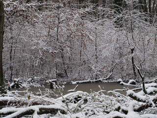 Snowy trees and a frozen pond at the Kottenforst forest in Bonn, Germany in January