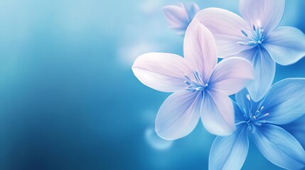 Delicate pastel blue flowers soft background
