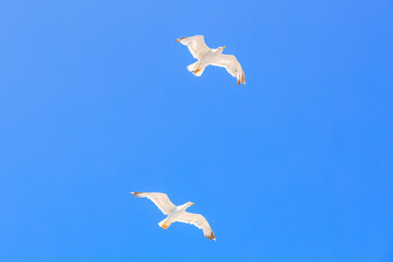 Two seagulls flying in the sky above a blue sky