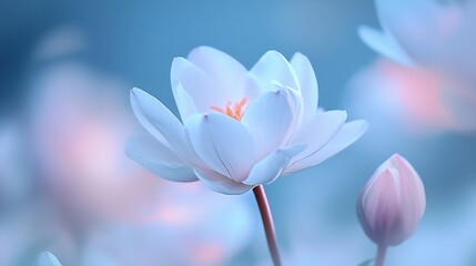 Fototapeta premium A single pale blossom delicately blooms in soft light