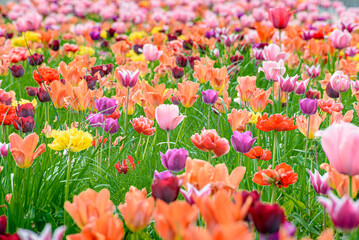 Kolorowy dywan wiosennych tulipan&oacute;w na Mokotowie w Warszawie.