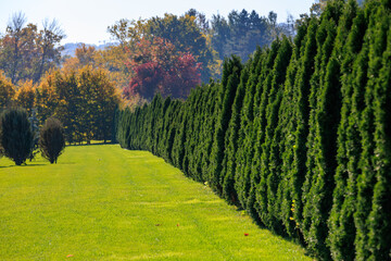 A green hedge line separates a grassy field from a forest