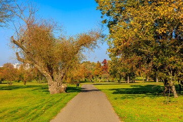 A path in a park with trees and a blue sky