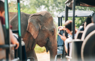 Baby elephant next to tourists SUV cars on safari in National Nature Park Udawalawe in Sri Lanka. Tourists taking photos with cameras and smartphones. Asian exotic vacations, animals concept image © Soloviova Liudmyla