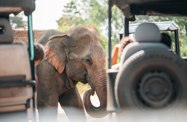 Baby elephant next to tourists SUV cars on safari in National Nature Park Udawalawe in Sri Lanka. Tourists taking photos with cameras and smartphones. Asian exotic vacations, animals concept image