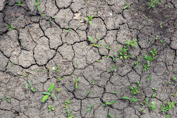 A dry, cracked, and barren landscape with sparse vegetation
