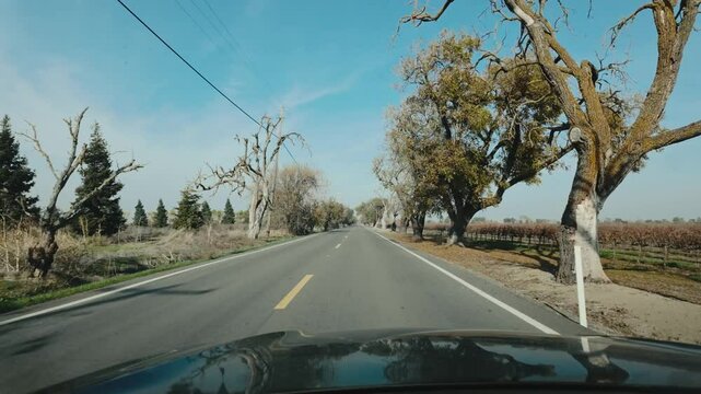 Driving down a road lined with dead trees in california in a green car