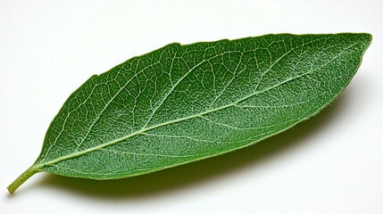 Obraz premium Close-up of a vibrant green leaf, showcasing its intricate details and texture. A captivating image for nature lovers and botany enthusiasts.