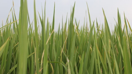 1 month old rice plant